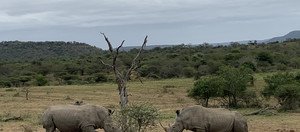 Souvenir du voyage de Pierre, Afrique du Sud