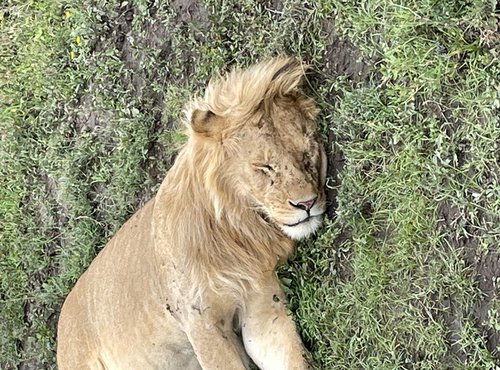 Souvenir du voyage de Béatrice, Tanzanie