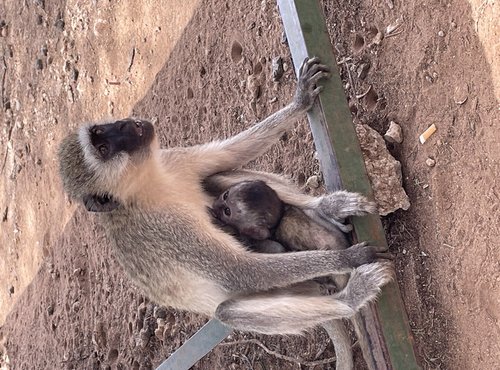 Souvenir du voyage de Béatrice, Tanzanie