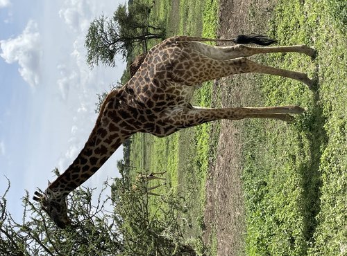 Souvenir du voyage de Béatrice, Tanzanie