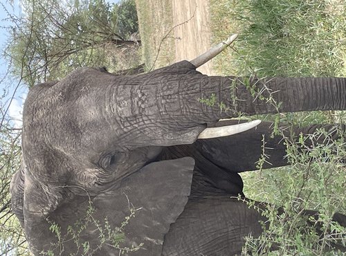 Souvenir du voyage de Béatrice, Tanzanie