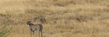 Souvenir du voyage de Franck, Namibie