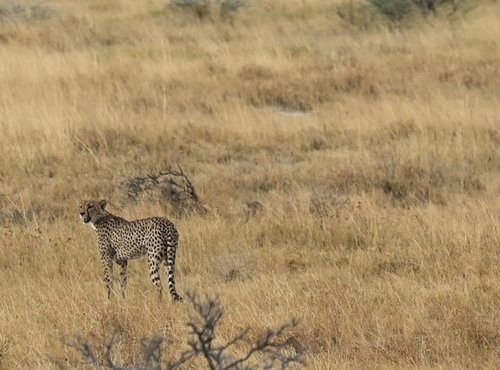 Souvenir du voyage de Franck, Namibie