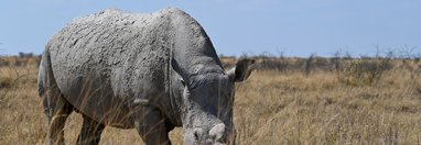 Souvenir du voyage de Franck, Namibie
