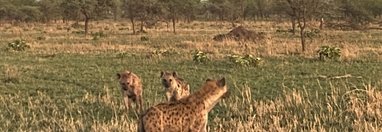 Souvenir du voyage de Chloe, Tanzanie