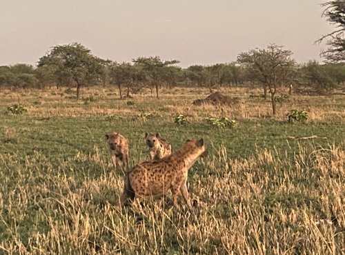 Souvenir du voyage de Chloe, Tanzanie