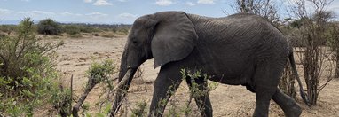 Souvenir du voyage de Chloe, Tanzanie