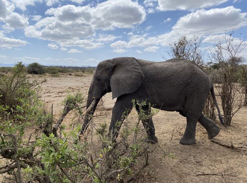 Souvenir du voyage de Chloe, Tanzanie