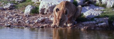 Souvenir du voyage de Alice, Namibie