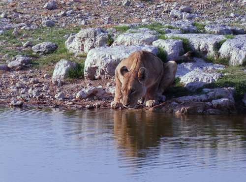 Souvenir du voyage de Alice, Namibie