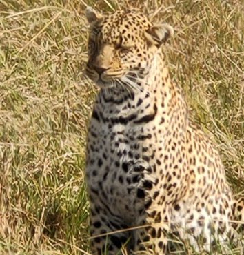 Souvenir du voyage de Fabienne, Kenya