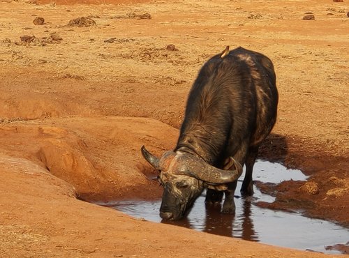 Souvenir du voyage de Fabienne, Kenya