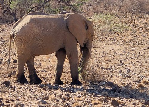 Souvenir du voyage de Fabienne, Kenya