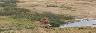 Souvenir du voyage de Patrick, Tanzanie