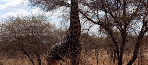 Souvenir du voyage de Patrick, Tanzanie