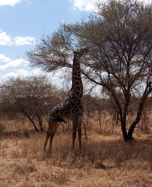 Souvenir du voyage de Patrick, Tanzanie