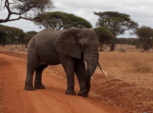 Souvenir du voyage de Patrick, Tanzanie