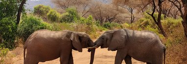 Souvenir du voyage de Noémie , Tanzanie