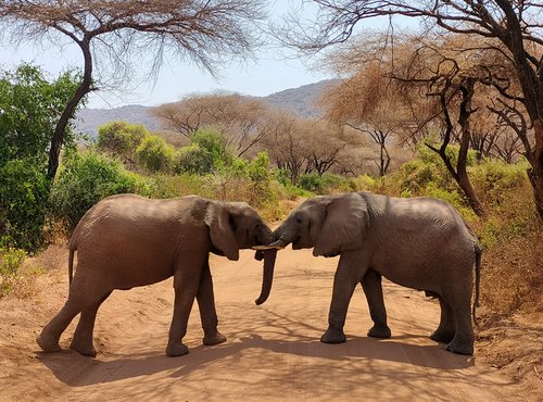 Souvenir du voyage de Noémie , Tanzanie