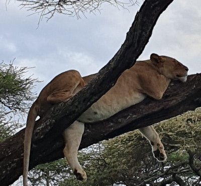 Souvenir du voyage de Agnes, Tanzanie