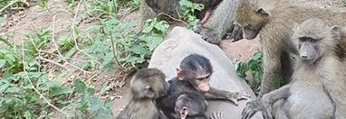 Souvenir du voyage de Agnes, Tanzanie