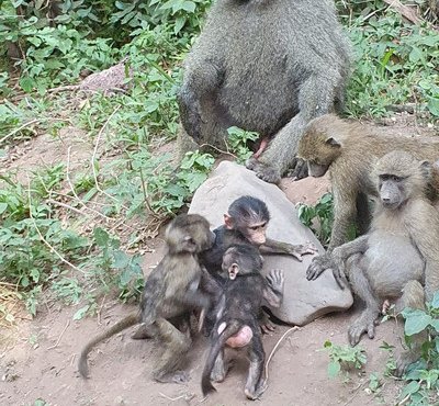 Souvenir du voyage de Agnes, Tanzanie