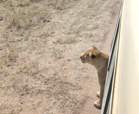 Souvenir du voyage de Geoffrey, Tanzanie