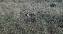 Souvenir du voyage de Geoffrey, Tanzanie