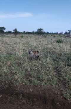 Souvenir du voyage de Geoffrey, Tanzanie