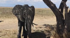 Souvenir du voyage de Geoffrey, Tanzanie