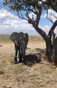 Souvenir du voyage de Geoffrey, Tanzanie