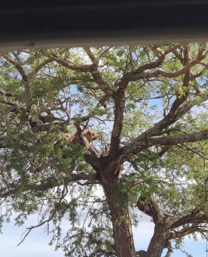 Souvenir du voyage de Geoffrey, Tanzanie