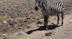 Souvenir du voyage de Geoffrey, Tanzanie