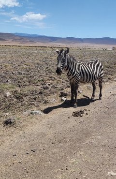 Souvenir du voyage de Geoffrey, Tanzanie