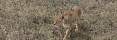 Souvenir du voyage de Geoffrey, Tanzanie