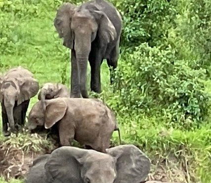 Souvenir du voyage de Philippe, Tanzanie