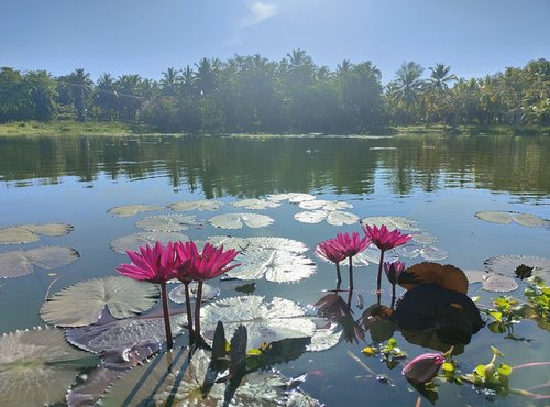 Souvenir du voyage de Frederic, Sri Lanka