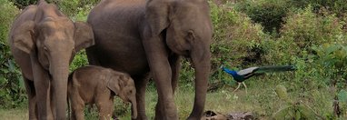 Souvenir du voyage de Frederic, Sri Lanka