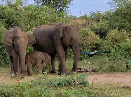 Souvenir du voyage de Frederic, Sri Lanka