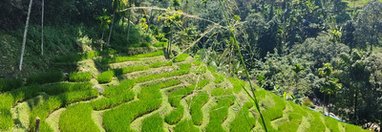 Souvenir du voyage de Frederic, Sri Lanka