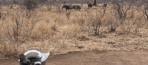 Souvenir du voyage de Pauline, Tanzanie