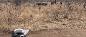 Souvenir du voyage de Pauline, Tanzanie