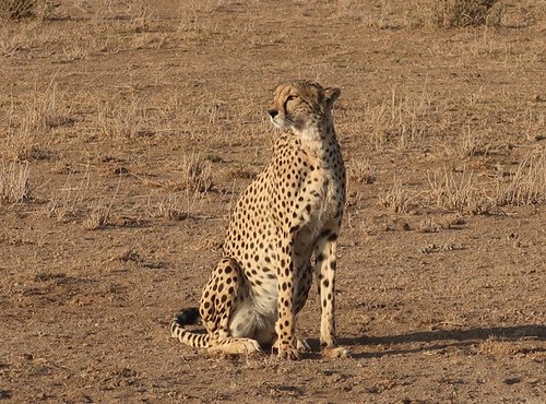 Souvenir du voyage de LUCAS, Kenya