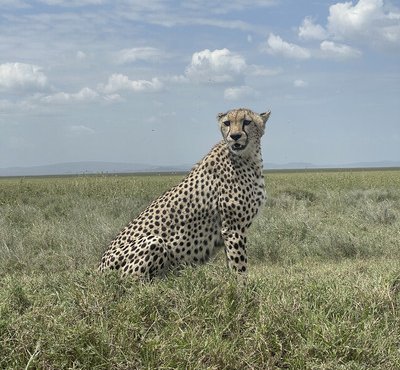 Souvenir du voyage de Alexia, Tanzanie