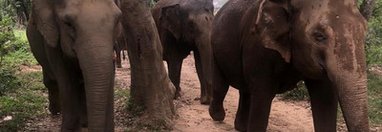 Souvenir du voyage de Virginie, Thaïlande