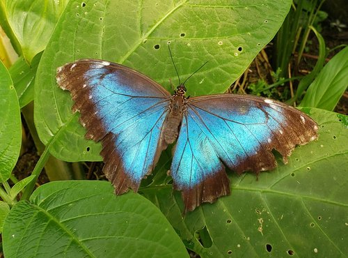 Souvenir du voyage de Bruno, Costa Rica