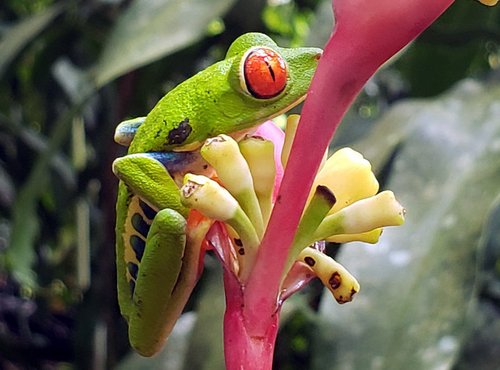 Souvenir du voyage de Bruno, Costa Rica