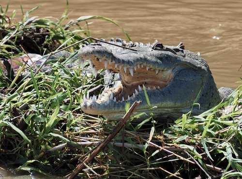 Souvenir du voyage de Bruno, Costa Rica