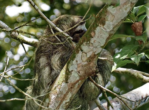 Souvenir du voyage de Bruno, Costa Rica