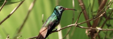 Souvenir du voyage de Bruno, Costa Rica